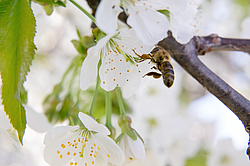 Blüte mit Biene